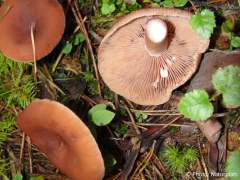 Lactarius camphoratus
