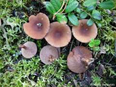 Lactarius camphoratus