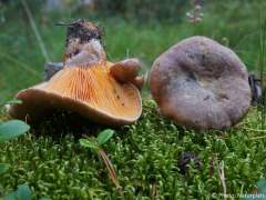 Lactarius deliciosus