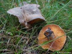 Lactarius deliciosus