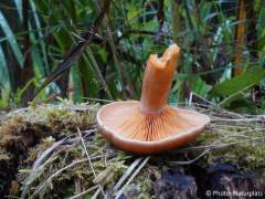 Lactarius deterrimus