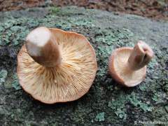 Lactarius rufus
