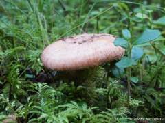 Lactarius torminosus