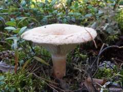 Lactarius torminosus