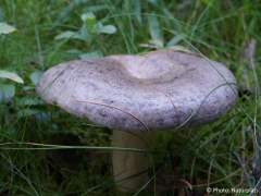 Lactarius trivialis