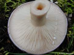 Lactarius trivialis