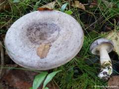 Lactarius trivialis