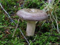 Lactarius trivialis