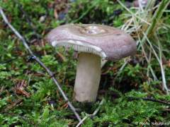 Lactarius trivialis