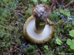 Lactarius turpis