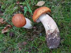 Leccinum albostipitatum