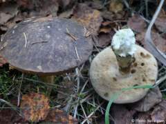 Leccinum scabrum