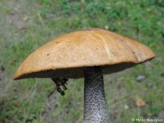 Leccinum versipelle