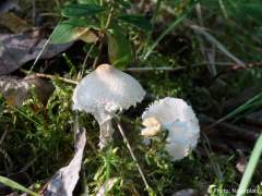 Lepiota clypeolaria