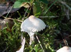 Lepiota clypeolaria