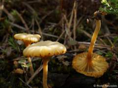 Lichenomphalia umbellifera
