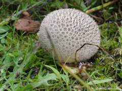 Lycoperdon nigrescens