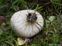 Lycoperdon nigrescens
