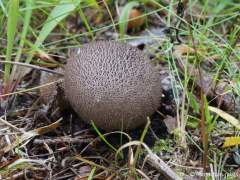 Lycoperdon nigrescens