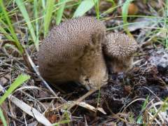 Lycoperdon nigrescens