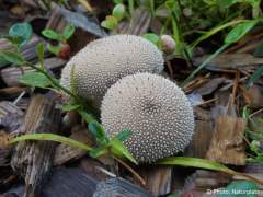 Lycoperdon perlatum