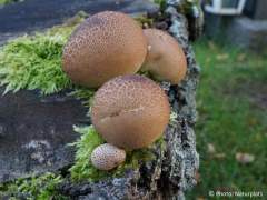 Lycoperdon pyriforme