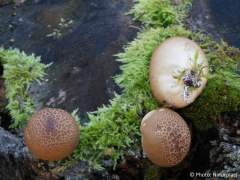Lycoperdon pyriforme