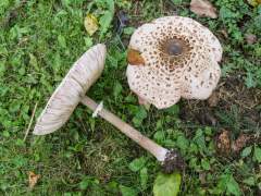 Macrolepiota procera