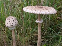 Macrolepiota procera