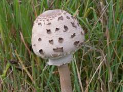 Macrolepiota procera