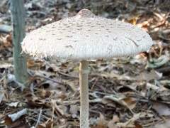 Macrolepiota procera