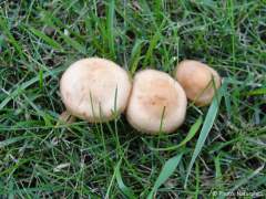 Marasmius oreades