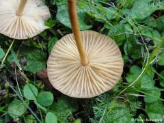 Marasmius oreades