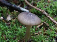 Megacollybia platyphylla