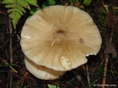 Megacollybia platyphylla
