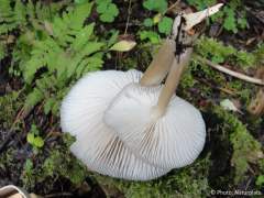 Megacollybia platyphylla