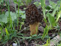 Morchella elata