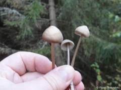 Mycena galericulata