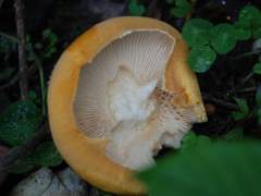 Phaeolepiota aurea