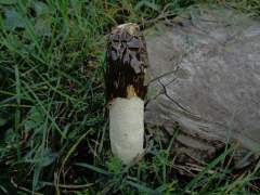 Phallus impudicus
