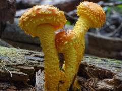 Pholiota flammans