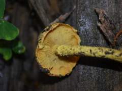 Pholiota flammans