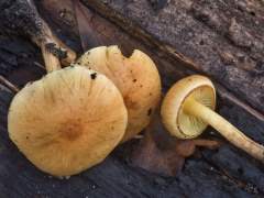 Pholiota spumosa