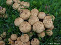 Pholiota squarrosa