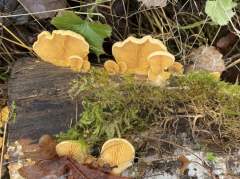 Phyllotopsis nidulans