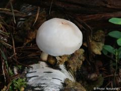 Pluteus pellitus
