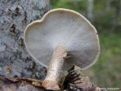 Polyporus ciliatus