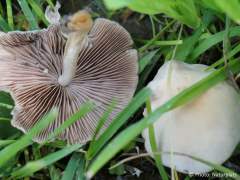 Psathyrella candolleana