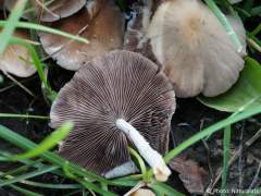 Psathyrella candolleana