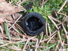 Pseudoplectania nigrella